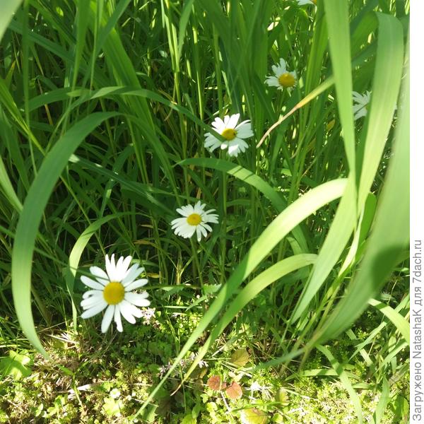Ромашки в разослях мискантуса (китайский троостник)