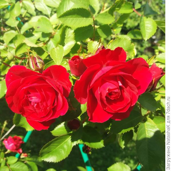 Плетистая розочка