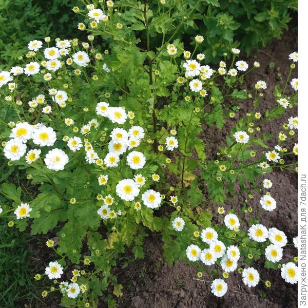 Ромашка девичья