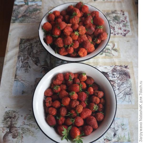 Здесь около трех кг - и так каждые два-три дня. Не знаю как для других, но для нас это очень много.