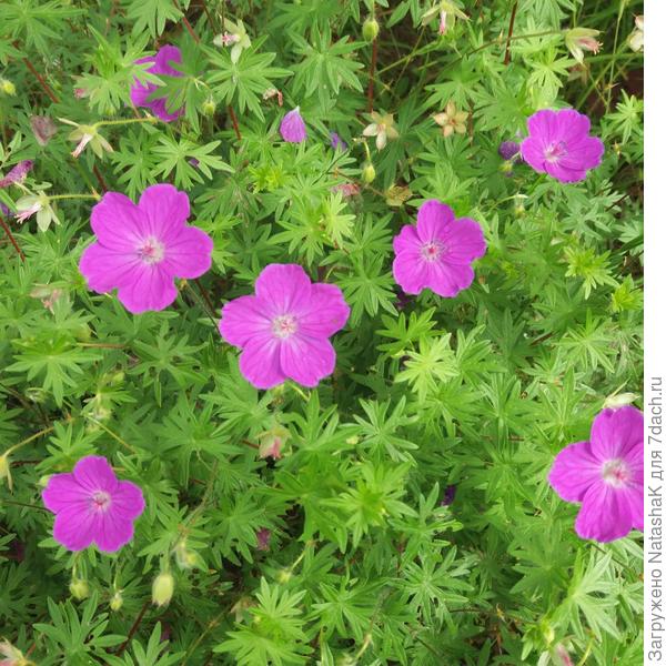 Вот она крупным планом, растет у меня вообще под сосной и не жалуется