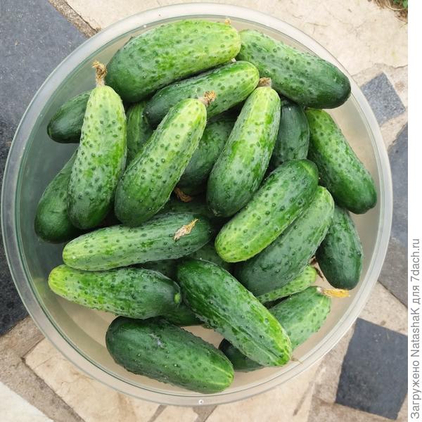 первый урожай