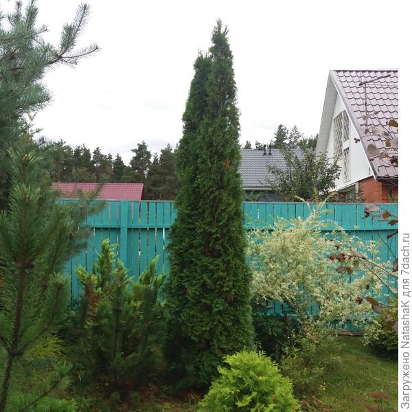 Растите большими и стройными