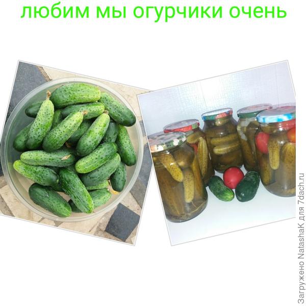 "Огурчики, сладкие мои огурчики"