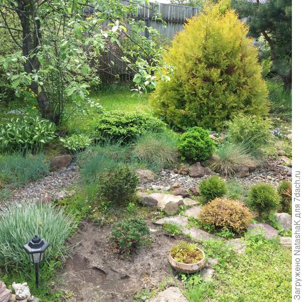 Большое и желто-зеленое, плотное и конусообразное