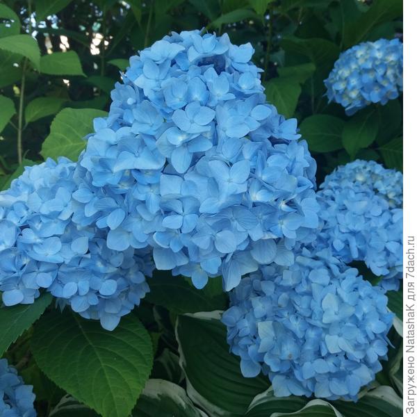Моя крупнолистная гортензия