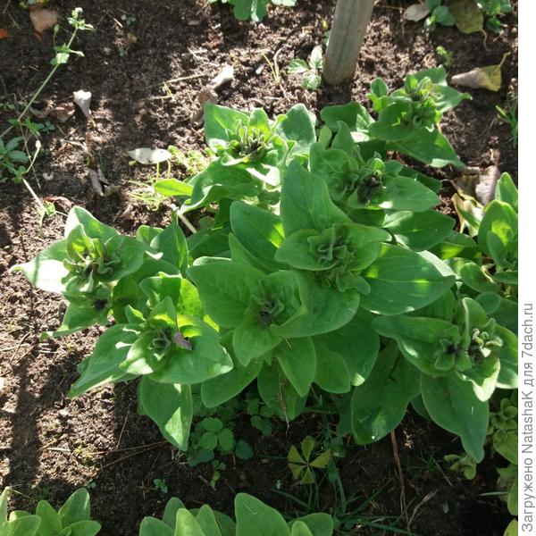 Этот вообще бутоны почти налил и думает, что июнь в середине октября...