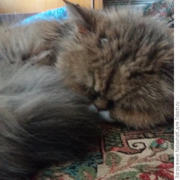 Мерли кемарит