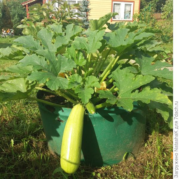 Осенний запоздалый кабачок