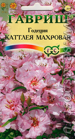 Годеция Каттлея - нежный махровый сорт