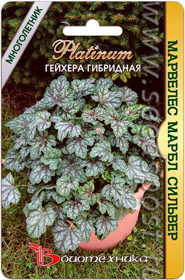 Гейхера гибридная