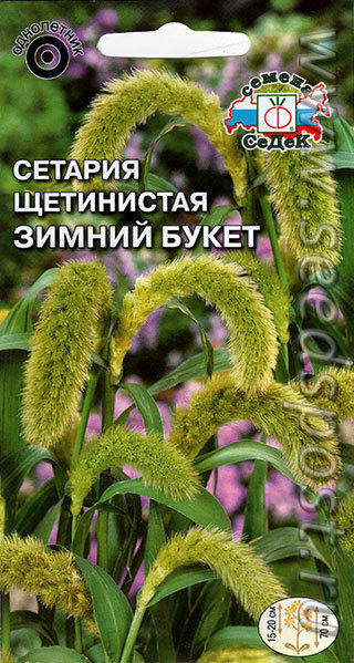 Кудрявая "зеленушка"