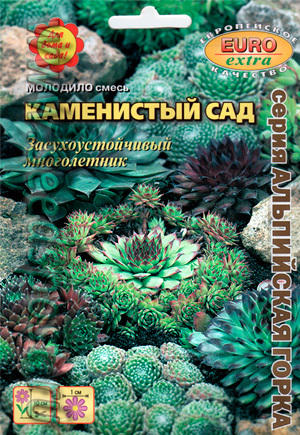 Молодило Каменистый сад