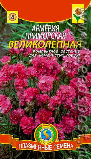 Армерия Приморская великолепная