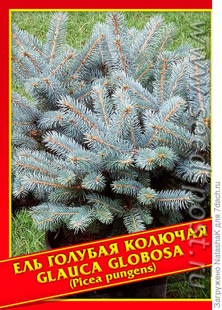 Ель голубая колючая Glauca Globosa