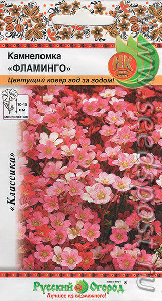 Камнеломка Фламинго