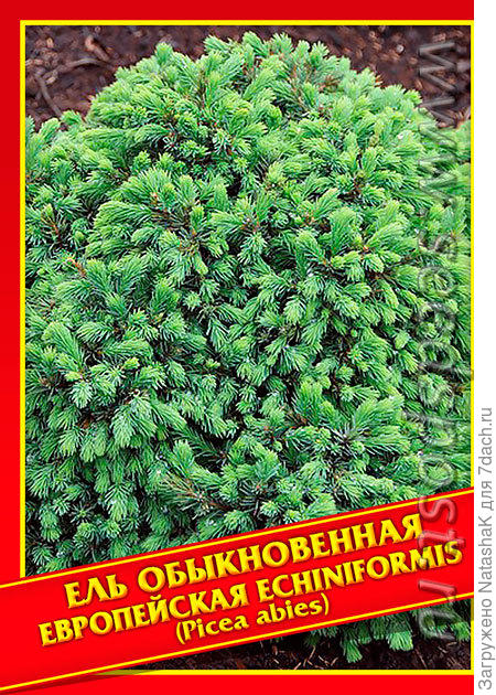 Ель обыкновенная Европейская