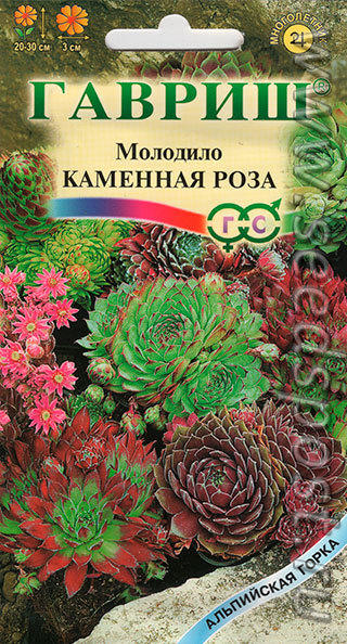 Молодило Каменная роза