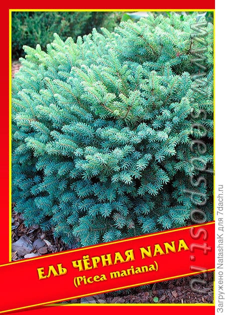 Ель черная Nana