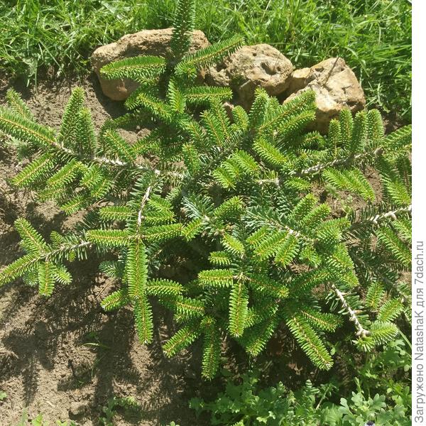 Пихта Имперор Блю