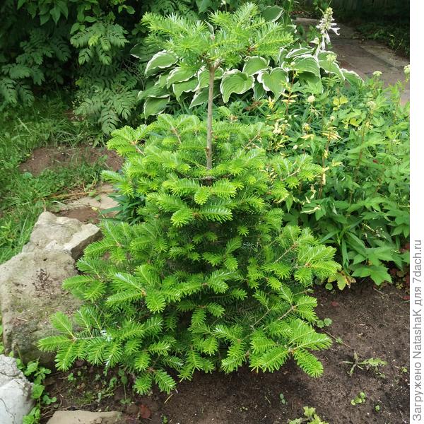 Пихта корейская