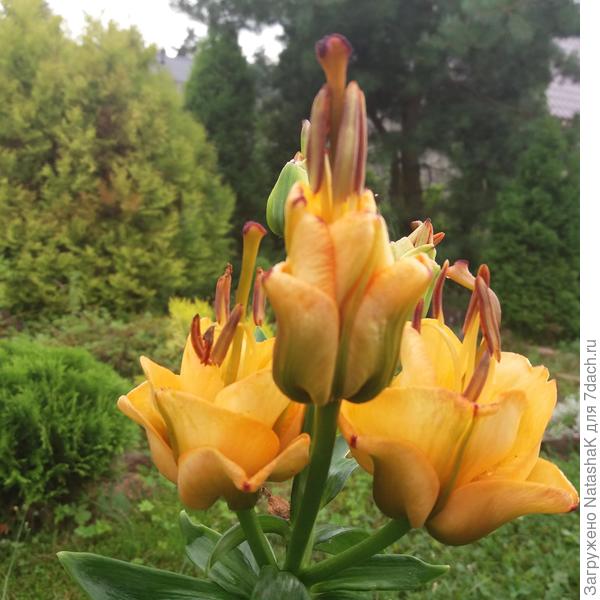 Вот одна из моих Apricot Fudge