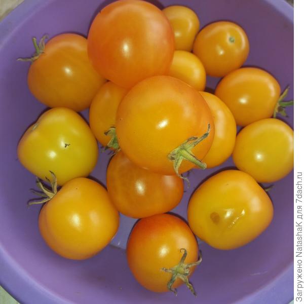 Янтарный 530