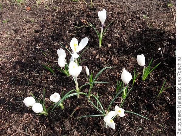 Белые крокусы