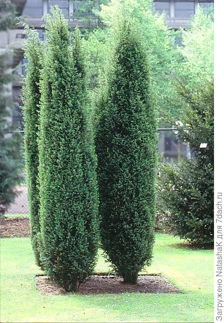 Можжевельник Hibernika