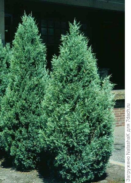 Можжевельник Glauca