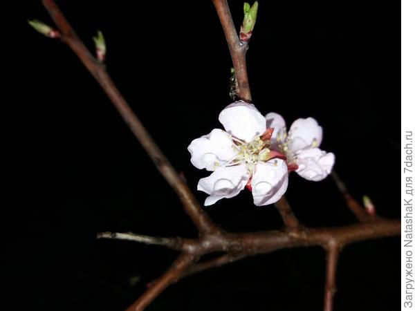 Там над ним еще муравей, если приглядеться. Эх, как хочу научиться делать макросъемку...