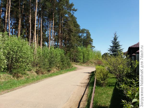 Слева в конце поворот налево и въезд на символически "нашу" лесную дорогу