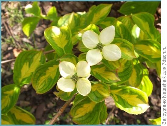 Дерен Коуза