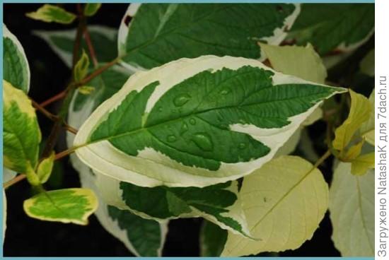 Из интернета