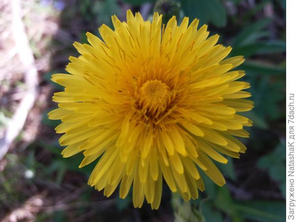 Первый одуванчик распустился сегодня специально для Вас..:))).