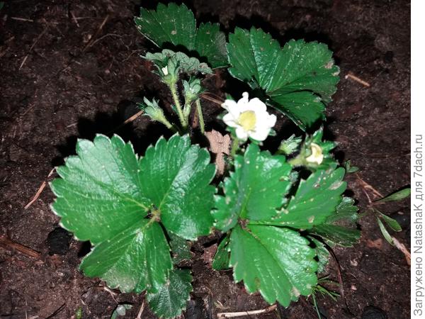 Первый цветок и бутоны