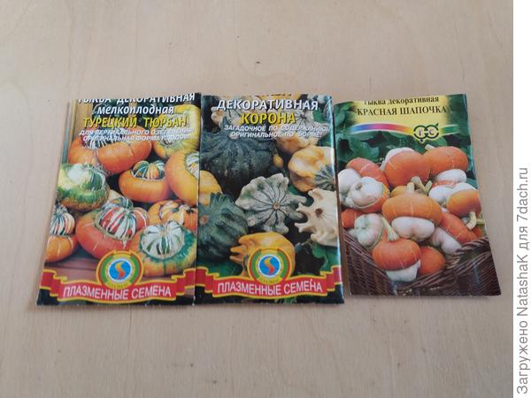 Посмотрела - турецкий тюрбан не пророс, их всего было 2 семечки. Может еще проклюнутся...