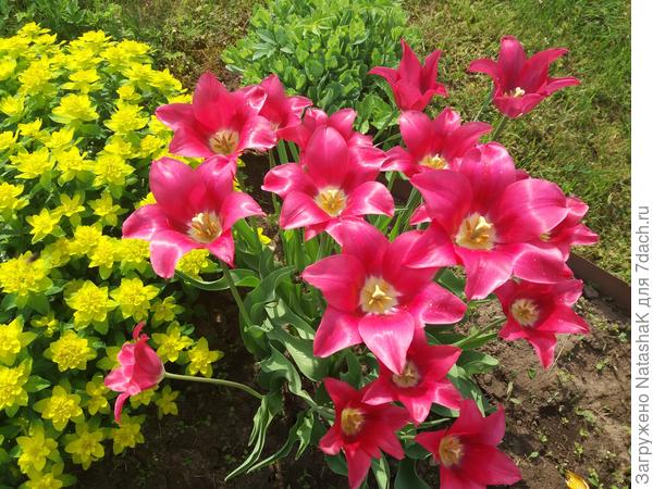 Желтый - это молочай многоцветковый