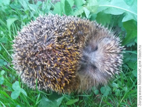 Ёжика первый раз в этом году на днях видела - он испугался, свернулся, я его перевернула и сфотографировала
