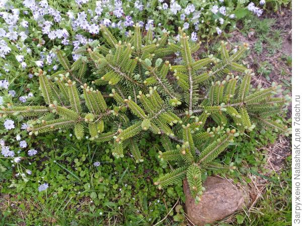 Блю Имперор