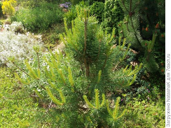 Это детеныш сосны из леса - пытаюсь формировать несколько лет