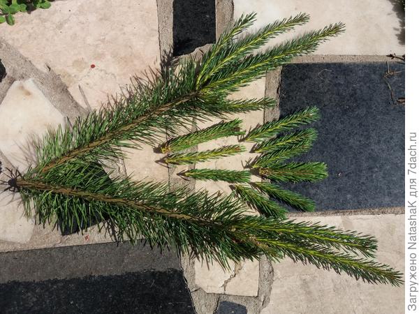 От сосны на горке и от горной сосны