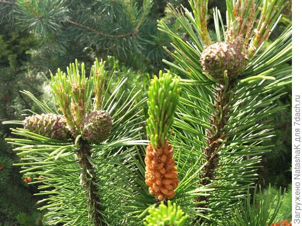 А эти шишки уже повзрослели