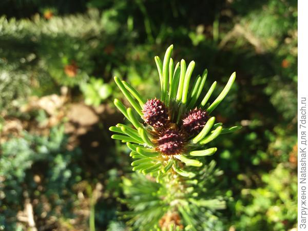 Это на другой сосне на солнце