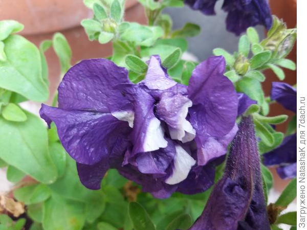 Немного неказистая - это после ночного ливня сегодня сняла