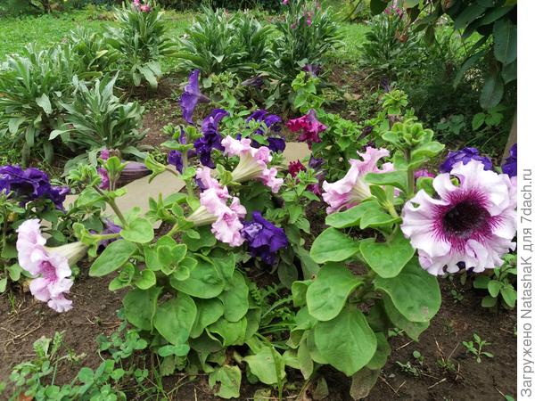 Петуния превосходнейшая розовая - некоторые цветки просто гигантские