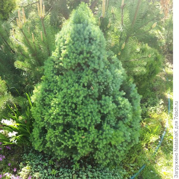 Вот моя коника