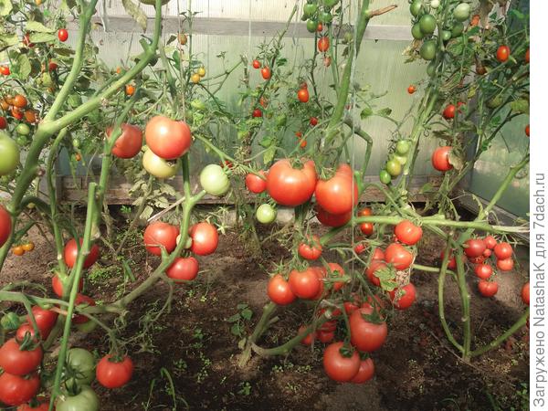 И помидоры в ассортименте в теплице...