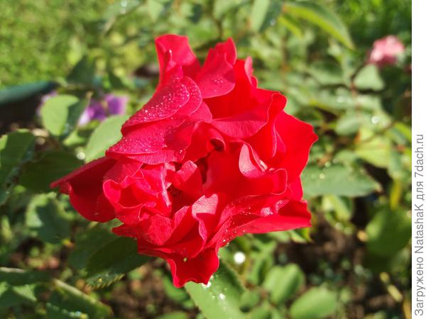 Канадская парковая розочка - все розы по ходу к теплицам!