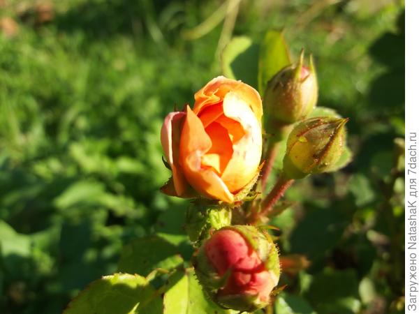 Бутоны маленькой оранжево-розовой розочки патио - сегодня распустятся